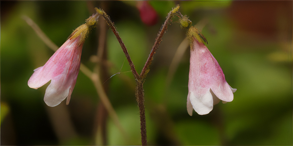 Smålands landskapsblomma Linnaea borealis